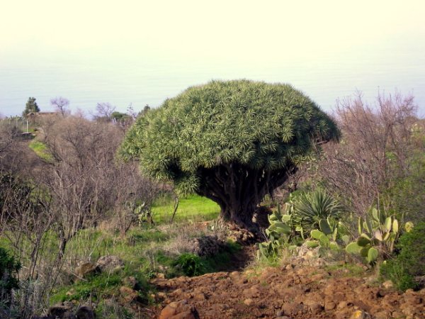 Drageblodstræ, Tenerife