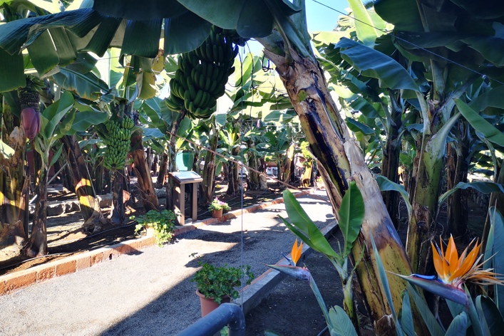 Spanien, de Kanariske øer, Bananplantage Orotava
