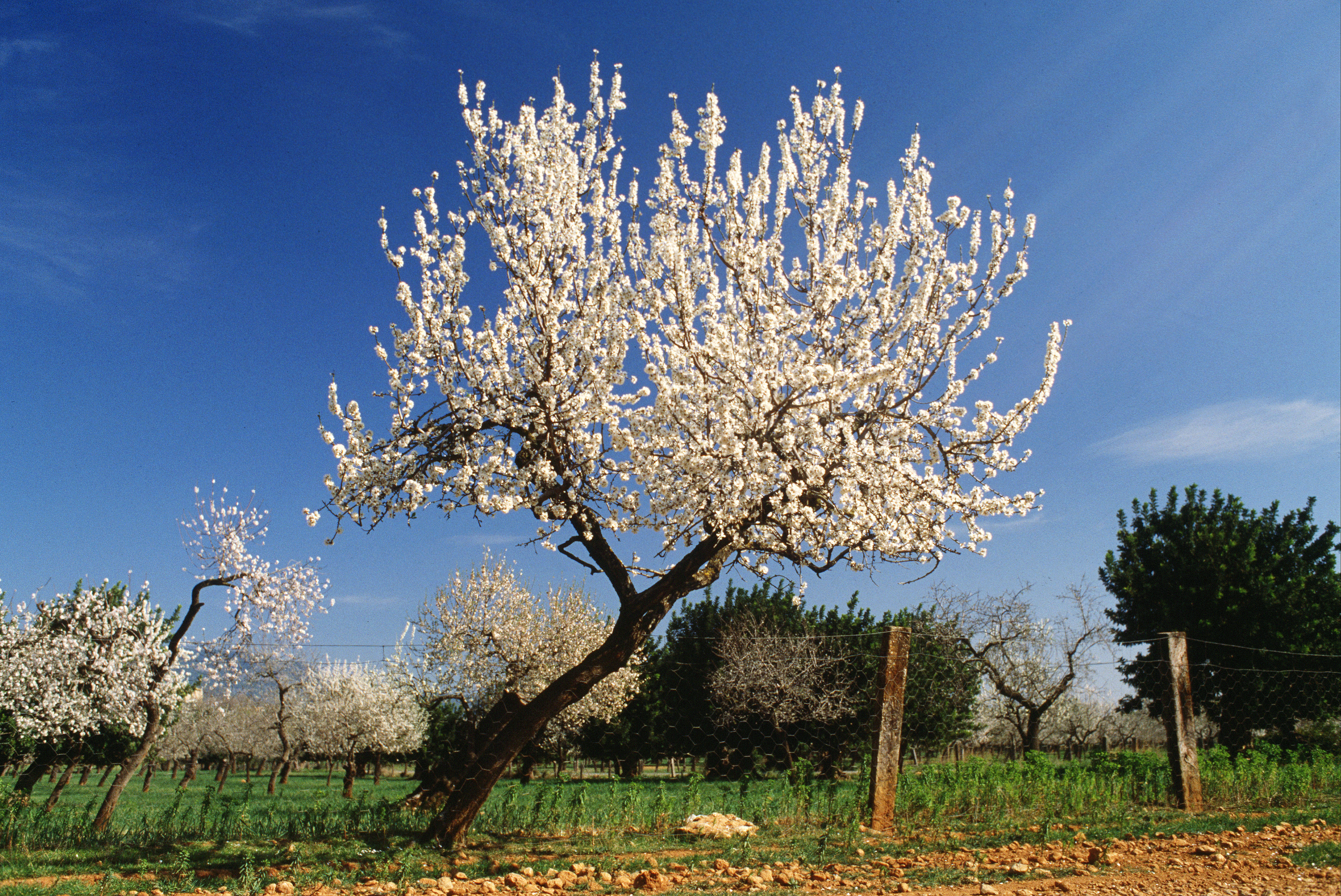 Spanien, Mallorca, Inca Blomstrende Træer