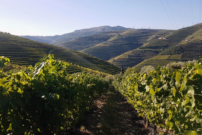 Portugal, Douro, vinmarker