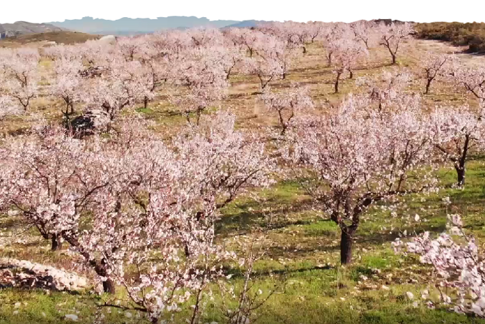 Almendras 2