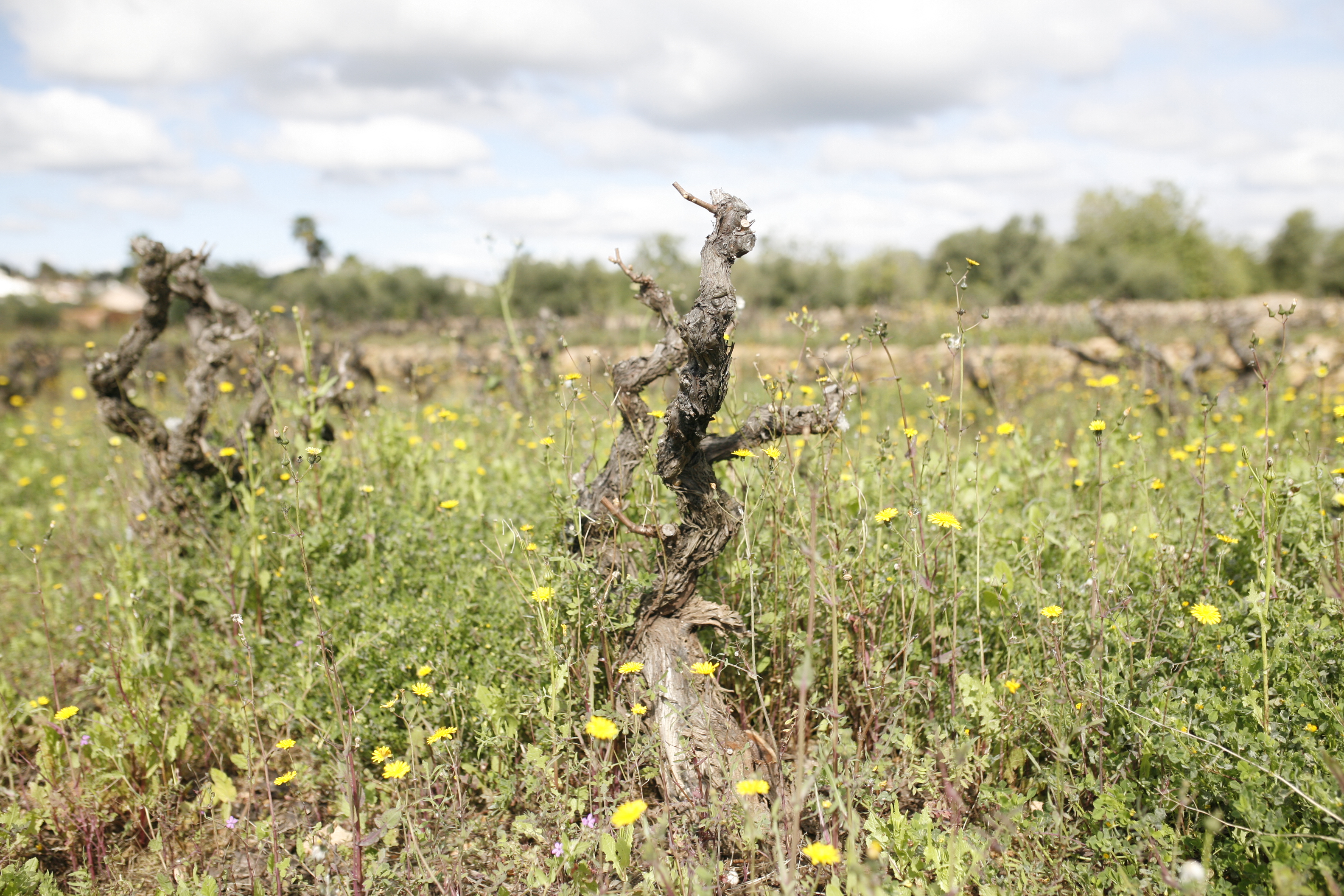 Spanien, Catalonien, Vin & Vandring Priorat, gammel vinstok Spanien, Catalonien, Vin & Vandring Priorat, gammel vinstok