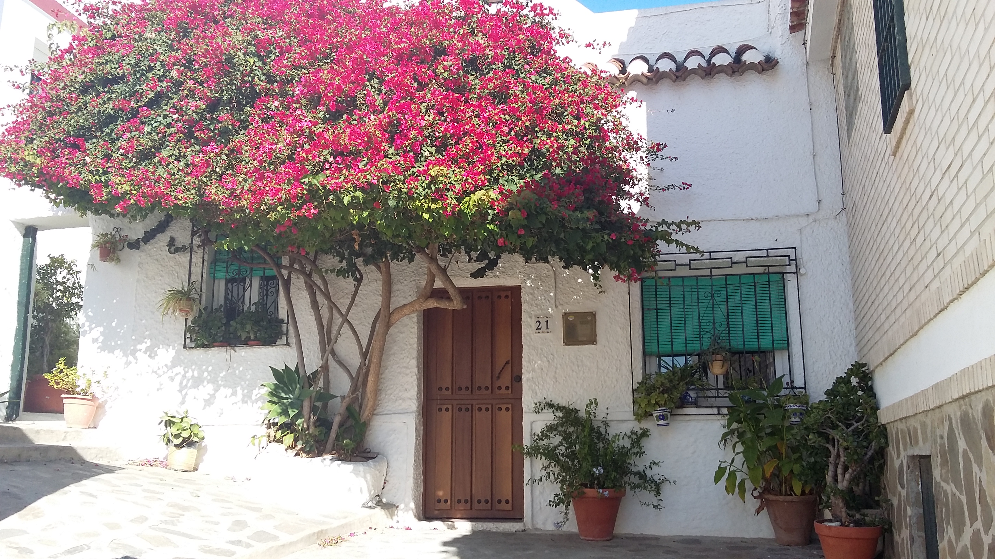 Bouganvilla I Frigiliana