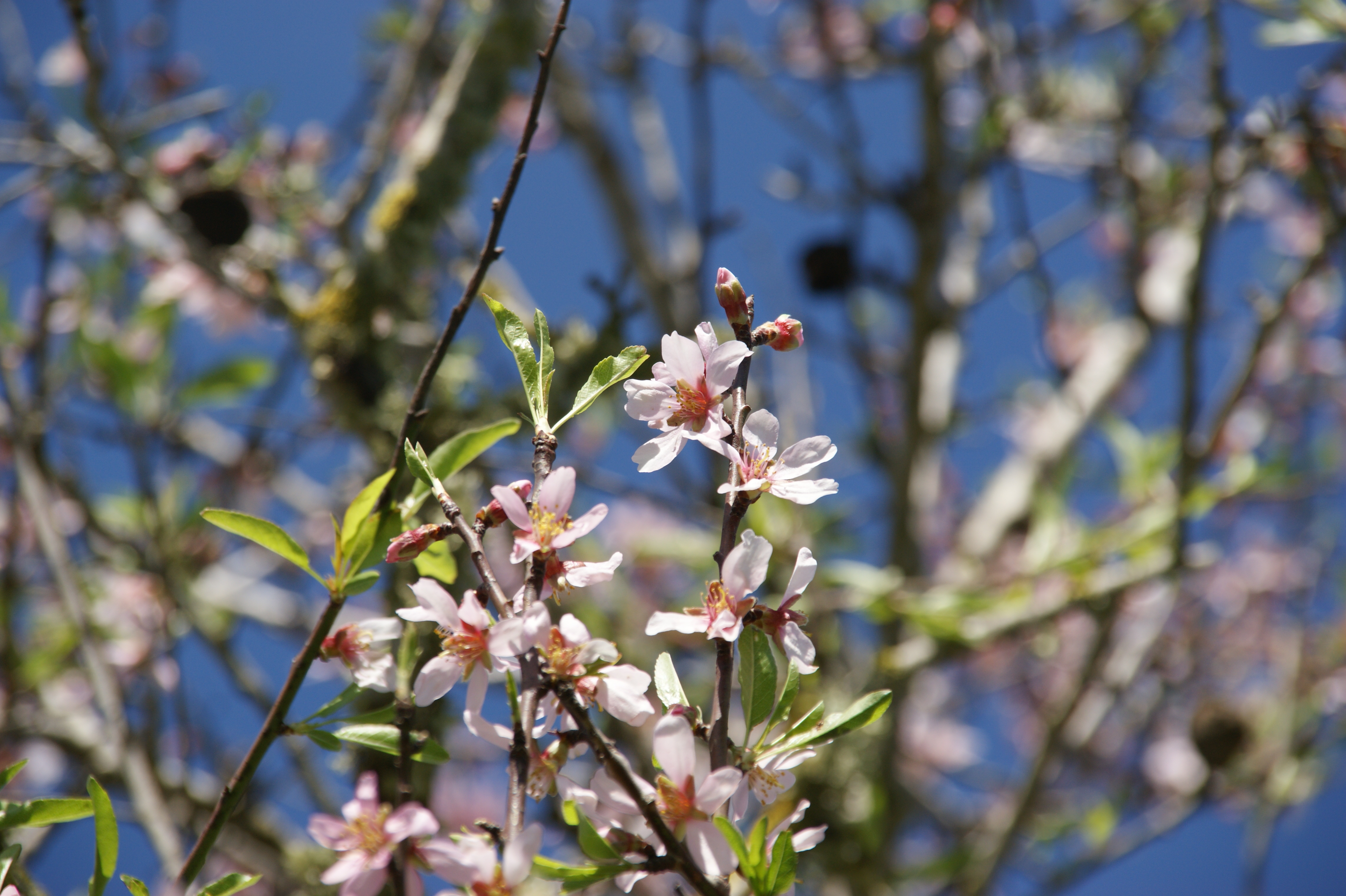 Spanien, Mallorca, blomstrende Mandel
