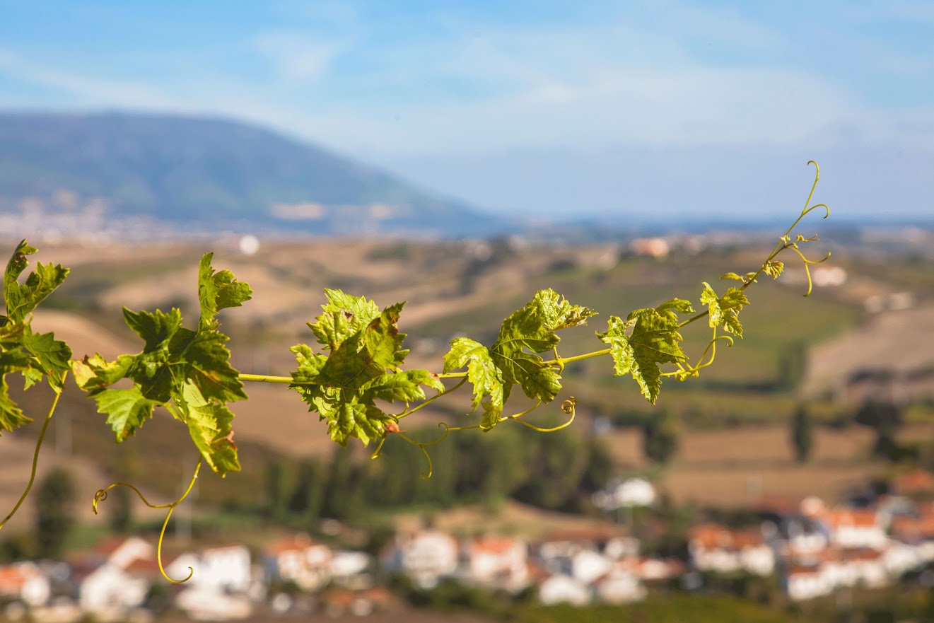 Portugal, Vinvandring
